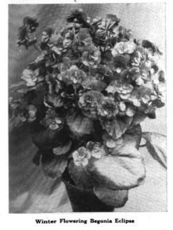 B. ‘Eclipse’
